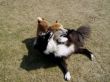 34 Inu-Frido-Elo 01-05-2007.jpg