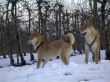 17 Azumi Inu Schnee-17.jpg