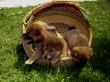 28 3 Shiba Welpen 18-04-2006-28.jpg