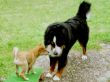 10 Shiba Inu und Max 20-08-02.jpg