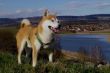 Shiba Inu Ryutaro Aka Inu 25-03-2010-002.JPG