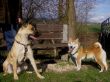 10 Luna und Inu 05-04-2010 (2).jpg