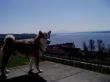 60 Inu Birnau 06-04-2010.JPG