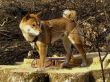 22 Inu 07-11-2003-22.jpg