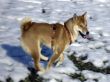 22 Inu Shiba-Treffen Thun-23-02-03-22.jpg