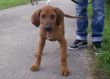 08-08-2010 Rhodesian Ridgeback Welpe-1 (2).JPG