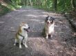 22.-08- 2010 Inu und Australian Shepherd Hündin-006 (2).JPG
