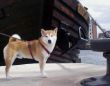 04-05- 2010  Shiba Inu Hafen Wismar Urlaub-9 (3).jpg