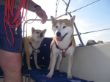 40 Inu Chiyoko Boot Segeln 12-08-2011.jpg
